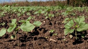 Πίνακες με τα πορίσματα των εκτιμήσεων των ζημιών στις καλλιέργειες των παραγωγών από τον ΕΛΓΑ