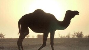 Αυτοί, εμείς και μια καμπούρα...