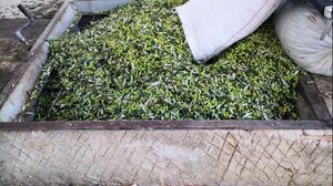 Πώς μπορούμε να έχουμε κάθε χρόνο πάμφθηνο ελληνικό ελαιόλαδο