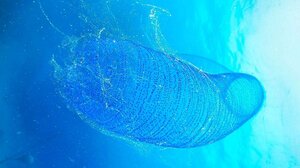 Παράξενο πλάσμα στα νερά της Αυστραλίας