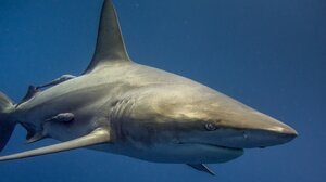 Αίγυπτος: 48χρονος Ιταλός το θύμα από την επίθεση καρχαρία