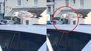 Viral ο γλάρος που ατμίζει ηλεκτρονικό τσιγάρο