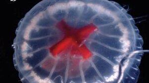 Μέδουσα ... σταυροφόρο μελετούν οι επιστήμονες