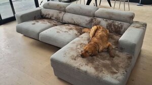 Το λασπωμένο αριστούργημα σκυλίτσας σε καναπέ