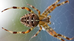 Βρετανία: Η πιο επικίνδυνη αράχνη τσίμπησε κορίτσι 5 ετών