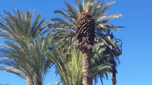 Φοινικόδασος: Η επίθεση από το κόκκινο σκαθάρι και οι διαπιστώσεις