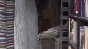 Εισαγγελική παρέμβαση για τα παιδιά που ζουν σε σπηλιά στην Κορινθία