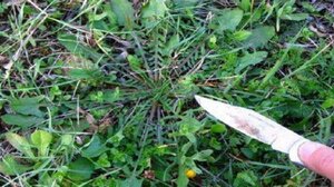 Ο Δήμος Πλατανιά στην δράση “Πάμε για Χόρτα;"