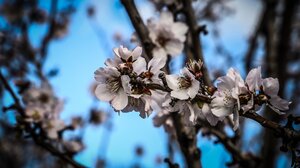 Κλιματική αλλαγή: Ποιοι κίνδυνοι ελλοχεύουν όταν η άνοιξη έρχεται νωρίτερα;