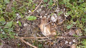 Εντοπίστηκαν φόλες στην περιοχή της Σκοπής στη Σητεία: Δηλητηριάστηκε ένα σκυλί