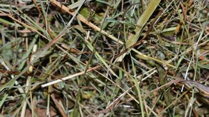 Δήμος Βιάννου: Απαραίτητος ο καθαρισμός οικοπέδων και ακάλυπτων χώρων 