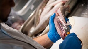 Αυστρία: Η δημόσια τηλεόραση ζήτησε συγγνώμη επειδή σεφ μαγείρεψε προστατευόμενο είδος ψαριού