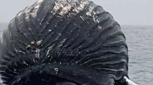 Νορβηγία: Ψαράς εντόπισε φάλαινα σαν... μπαλόνι, βάρους 40 τόνων!