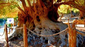 Νέα συνάντηση των Πολιτιστικών Συλλόγων Κρήτης στο Καβούσι