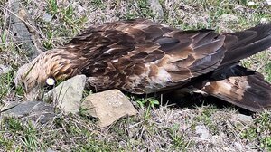 Ήπειρος: Ασυνείδητος πέταξε φόλες και σκότωσε 5 ζώα -Νεκρός και ένας χρυσαετός