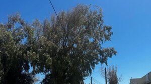 Επικίνδυνα δέντρα δίπλα σε νηπιαγωγείο!