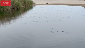 Τελικά, τι... σκοτώνει τα ψάρια στον Αποσελέμη; Δείτε βίντεο και φωτογραφίες!