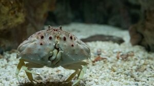 Γνωρίζατε πως ο βυθός της Κρήτης κρύβει έναν... ντροπαλό κάβουρα;