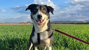 Κακοποίηση ζώων: 3,35 εκατ. ευρώ πρόστιμα σε ασυνείδητους ιδιοκτήτες