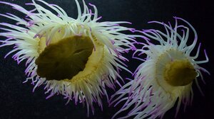 Στο νοσοκομείο Χανίων δύο παιδιά από τσίμπημα θαλάσσιας ανεμώνης