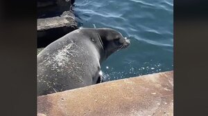 Φώκια «λιάζεται» στον Θερμαϊκό και γίνεται viral - Βίντεο