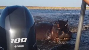 Ακτή Ελεφαντοστού: Ιπποπόταμος προκάλεσε τη βύθιση ενός πλοιαρίου