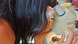 Ένας θησαυρός αποκαλύπτεται: Οι συλλογές του Μουσείου Φυσικής Ιστορίας εντυπωσιάζουν το κοινό!