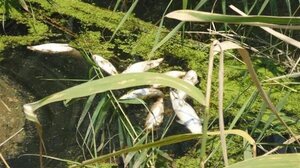 Εκατοντάδες νεκρά ψάρια σε κανάλι που εκβάλει στον Μαλιακό 