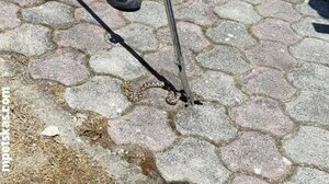  Βρήκε οχιά στην αποθήκη του σπιτιού της