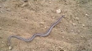 Δηλητηριώδη ζώα στην Ελλάδα: Κίνδυνοι, πρόληψη και πρώτες Βοήθειες