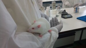 Πειραματόζωα: Απαραίτητα για την επιστήμη, μονόδρομος η ευζωία τους!