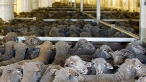 Συνελήφθησαν κτηνίατροι για απάτη σε βάρος του Δημοσίου - Πώς δρούσαν 