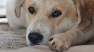 Η εκπαιδευτική κοινότητα συγκεντρώνει τροφές για τα αδέσποτα