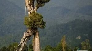 Ιδού το αληθινό δέντρο που «περπατάει»