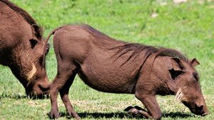 Αγριογούρουνα κατέστρεψαν νεκροταφείο στη Λευκάδα - Ξεθάβουν τους νεκρούς και περιφέρουν οστά