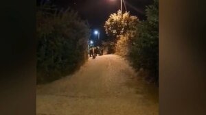 Αρκούδες με τα μωρά τους σε χωριά της Καρδίτσας – Ανάστατοι οι κάτοικοι