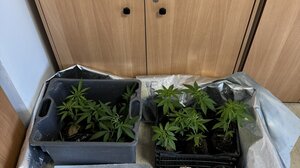 Από τη μία η καλλιέργεια χασίς και από την άλλη το παράνομο... ρακοκάζανο!