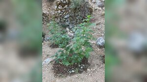 Διπλή έφοδος αστυνομικών στον Μυλοπόταμο - Δύο φυτείες κάνναβης με 20 και 27 δενδρύλλια