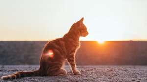 Κτηνωδία στο Παλαιό Ψυχικό: Άνδρας πυροβολεί με αεροβόλο από το μπαλκόνι του γάτες