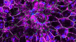 Επαναστατική θεραπεία για την καταπολέμηση της απώλειας όρασης που σχετίζεται με την ηλικία 