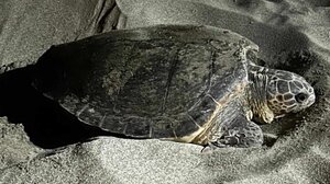 Εντυπωσιακό θέαμα σε παραλία ωοτοκίας καρέτα – καρέτα στα Χανιά (video)