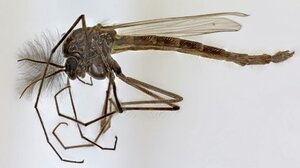 Ψεκασμοί κατά των κουνουπιών σε Πλατανιά και Κίσσαμο