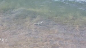 Λαγοκέφαλος στη στεριά!