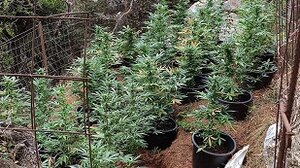 Παρά ένα... εκατό δενδρύλλια χασίς στο Ρέθυμνο, με τη βοήθεια drones