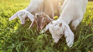 Δήμος Αγίου Νικολάου: Υποβολή προσφοράς για την εργασία «Διαχείριση ανεπιτήρητων παραγωγικών ζώων»