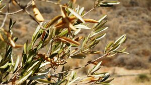 ΣΕΔΗΚ: Υπόμνημα προς τον Υπουργό Ανάπτυξης και τον Πρόεδρο ΕΛΓΑ για τις ζημιές στην ελαιοπαραγωγή 