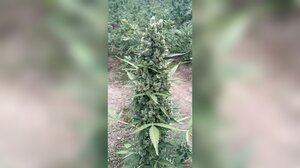 Χασισοφυτεία Κουρνά: Βγήκαν τα εντάλματα για τέσσερις Κρητικούς