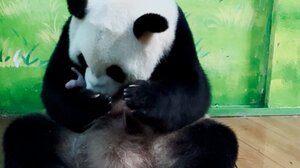 Γέννησε το μεγαλύτερο από τα μοναδικά τρίδυμα πάντα!