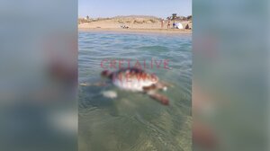 Μακάβριο θέαμα σε παραλία του Καρτερού: Ξεβράστηκε νεκρή χελώνα