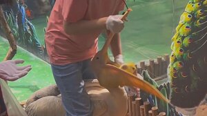 Κίνα: Έσωσαν το παπάκι που προσπαθούσε να καταπιεί λαίμαργος πελεκάνος!